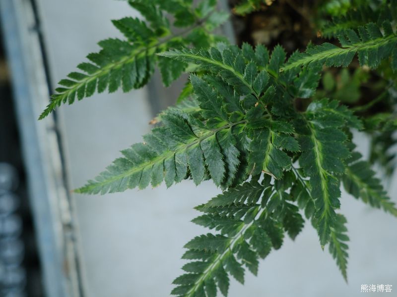 最耐阴的十大室外植物