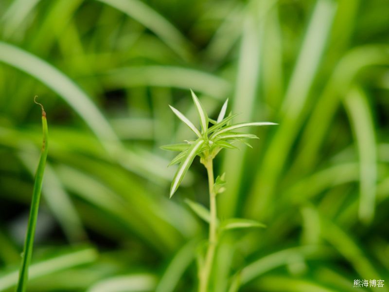 最好养的室内盆栽植物有哪些