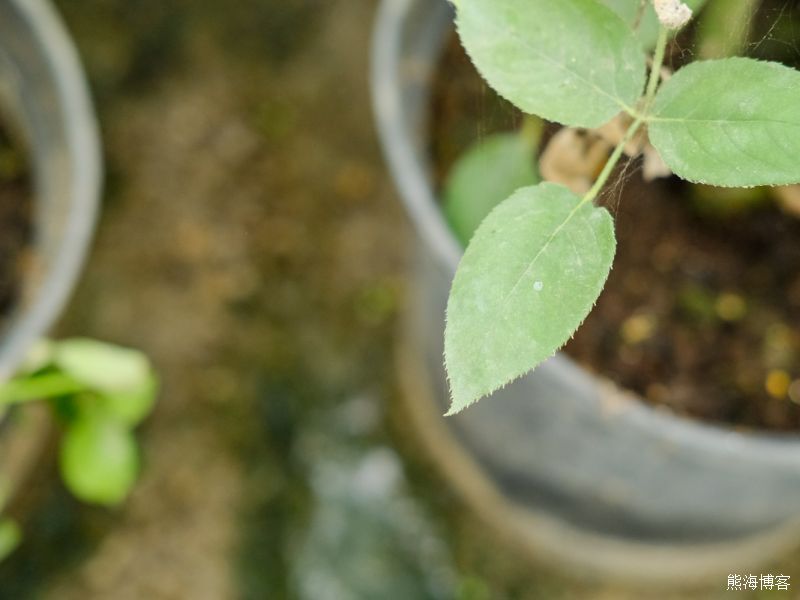 月季花的养殖方法和注意事项
