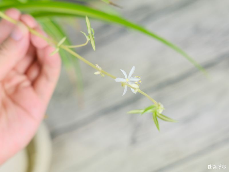 入户门口放什么植物好